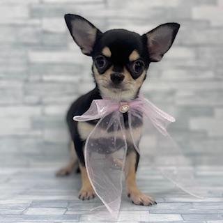 埼玉県のチワワ(スムース) (ニコペットセレクトOneBuddy蕨錦町店/2025年8月14日生まれ/女の子/ブラックタンホワイト)の子犬の2枚目の画像