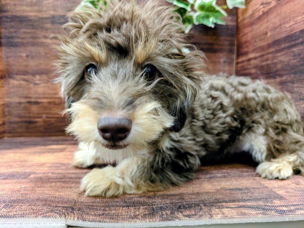 千葉県のハーフ犬・ミックス犬 (ペッツワン市原店/2025年9月10日生まれ/男の子/チョコレートタン)の子犬