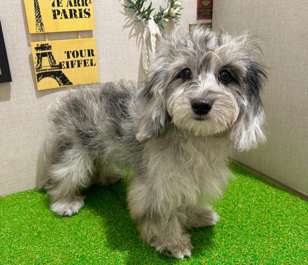 茨城県のハーフ犬・ミックス犬 (ペッツワン水戸店/2025年9月10日生まれ/女の子/シルバーダップル)の子犬の2枚目の画像