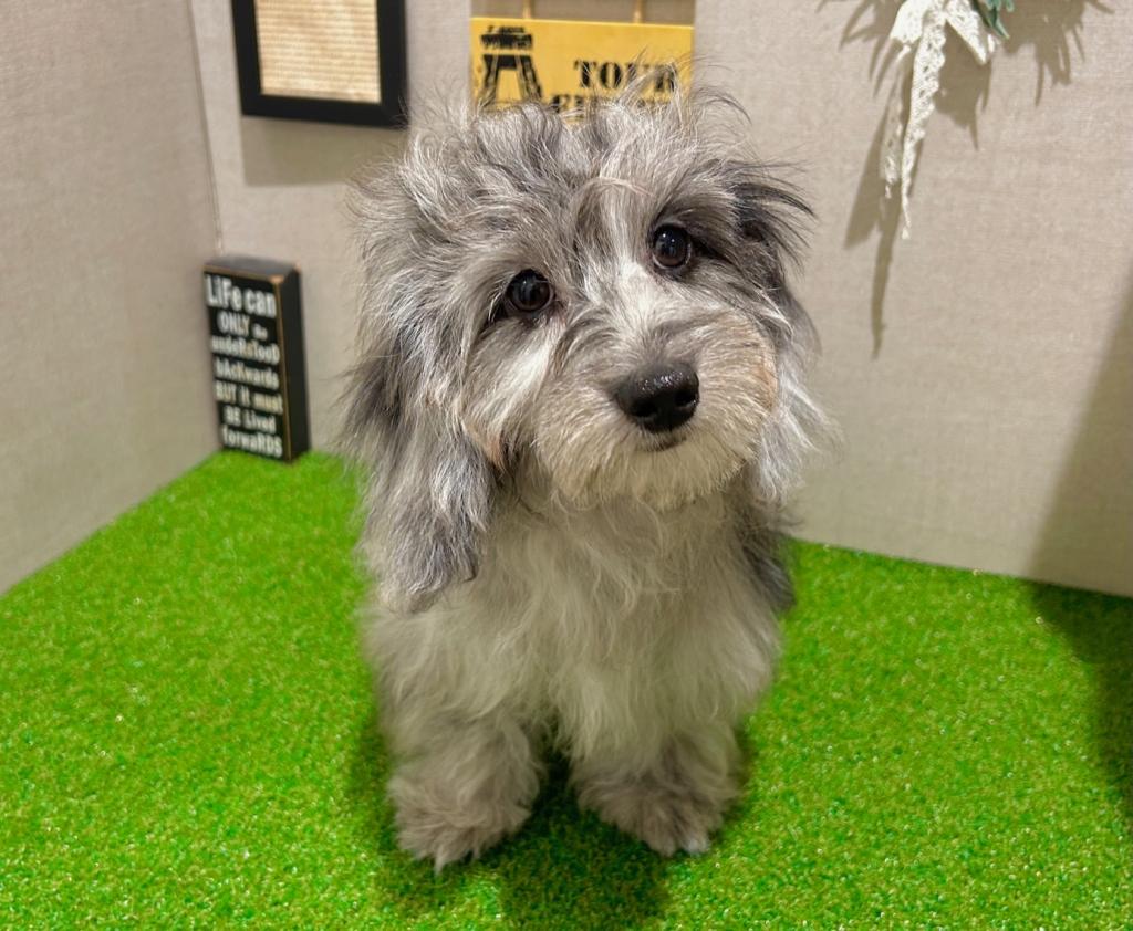 茨城県のハーフ犬・ミックス犬 (ペッツワン水戸店/2025年9月10日生まれ/女の子/シルバーダップル)の子犬の4枚目の画像