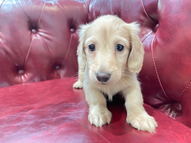 茨城県のミニチュアダックスフンド(ロング) (OneBuddy佐原東店/2025年12月25日生まれ/女の子/イエロー)の子犬の1枚目の画像