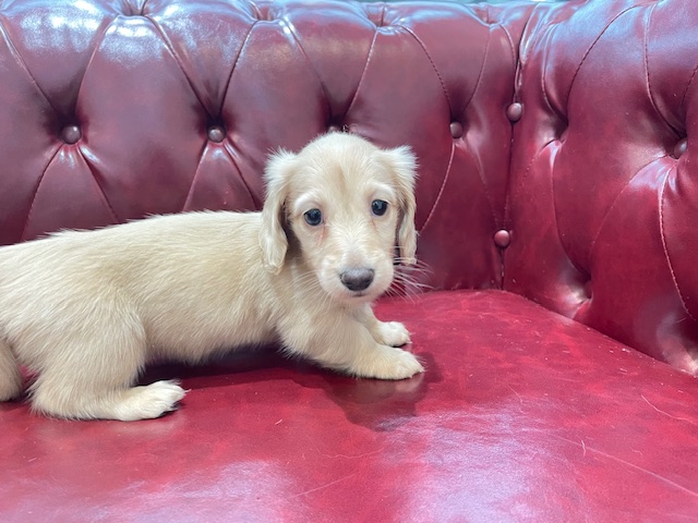 茨城県のミニチュアダックスフンド(ロング) (OneBuddy佐原東店/2025年12月25日生まれ/女の子/イエロー)の子犬の2枚目の画像