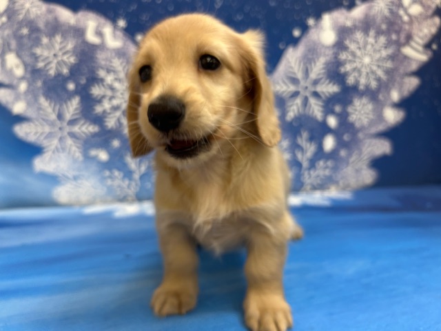 千葉県のミニチュアダックスフンド(ロング) (ペッツワン木更津金田店/2025年12月25日生まれ/女の子/イエロー)の子犬の2枚目の画像