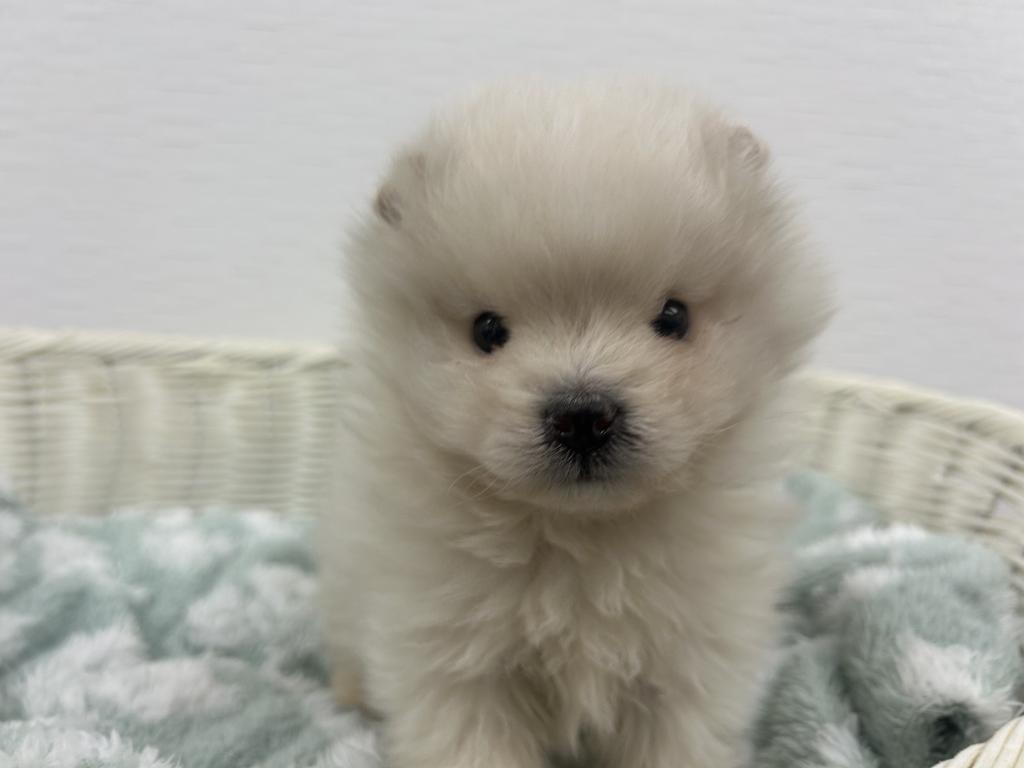 2025年12月11日生まれのハーフ犬・ミックス犬