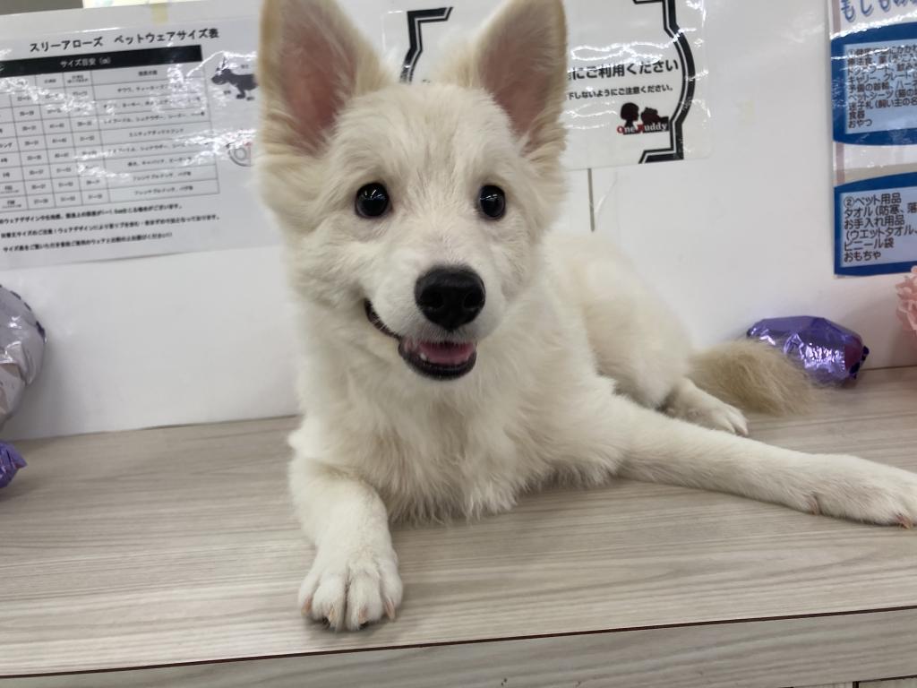 埼玉県のハーフ犬・ミックス犬 (OneBuddy宮代店/2025年12月11日生まれ/男の子/白)の子犬の1枚目の画像