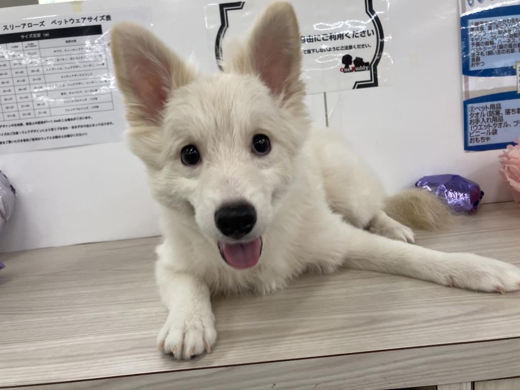 埼玉県のハーフ犬・ミックス犬 (OneBuddy宮代店/2025年12月11日生まれ/男の子/白)の子犬の2枚目の画像