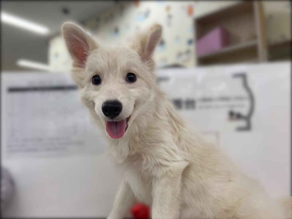 埼玉県のハーフ犬・ミックス犬 (OneBuddy宮代店/2025年12月11日生まれ/男の子/白)の子犬の3枚目の画像