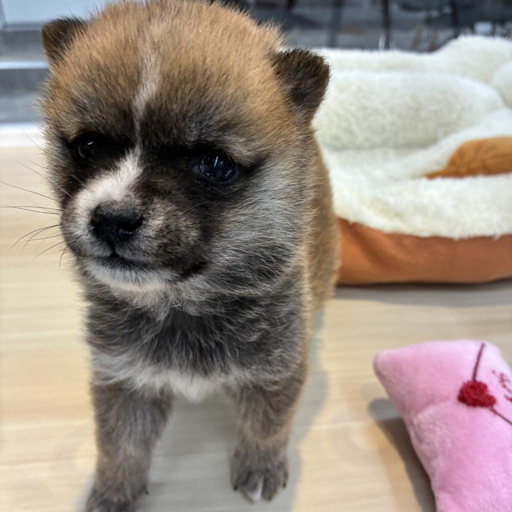北海道の柴犬(標準サイズ) (ジャパンペッツトレーディング西岡店/2025年12月12日生まれ/女の子/赤)の子犬