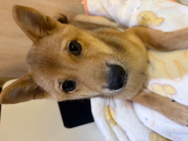 埼玉県のハーフ犬・ミックス犬 (OneDo吹上店/2025年9月11日生まれ/女の子/赤)の子犬の1枚目の画像