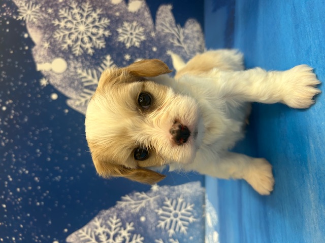 千葉県のハーフ犬・ミックス犬 (ペッツワン木更津金田店/2025年12月24日生まれ/女の子/ブレンハイム)の子犬の1枚目の画像