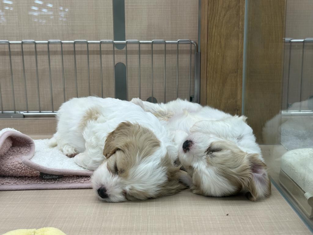 千葉県のハーフ犬・ミックス犬 (ペッツワン木更津金田店/2025年12月24日生まれ/女の子/ブレンハイム)の子犬の3枚目の画像