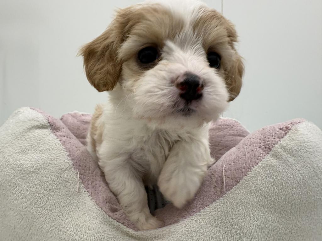 栃木県のハーフ犬・ミックス犬 (ペッツワン宇都宮平出店/2025年12月24日生まれ/女の子/ブレンハイム)の子犬の1枚目の画像