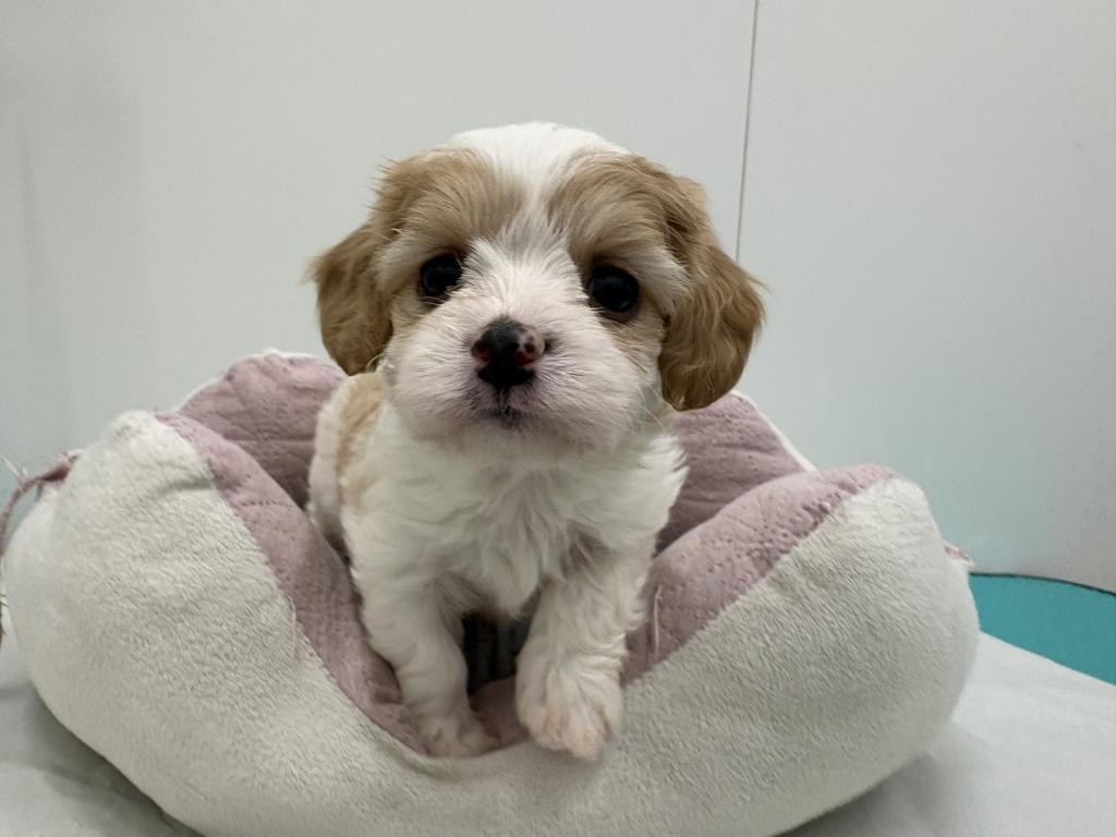 栃木県のハーフ犬・ミックス犬 (ペッツワン宇都宮平出店/2025年12月24日生まれ/女の子/ブレンハイム)の子犬の2枚目の画像