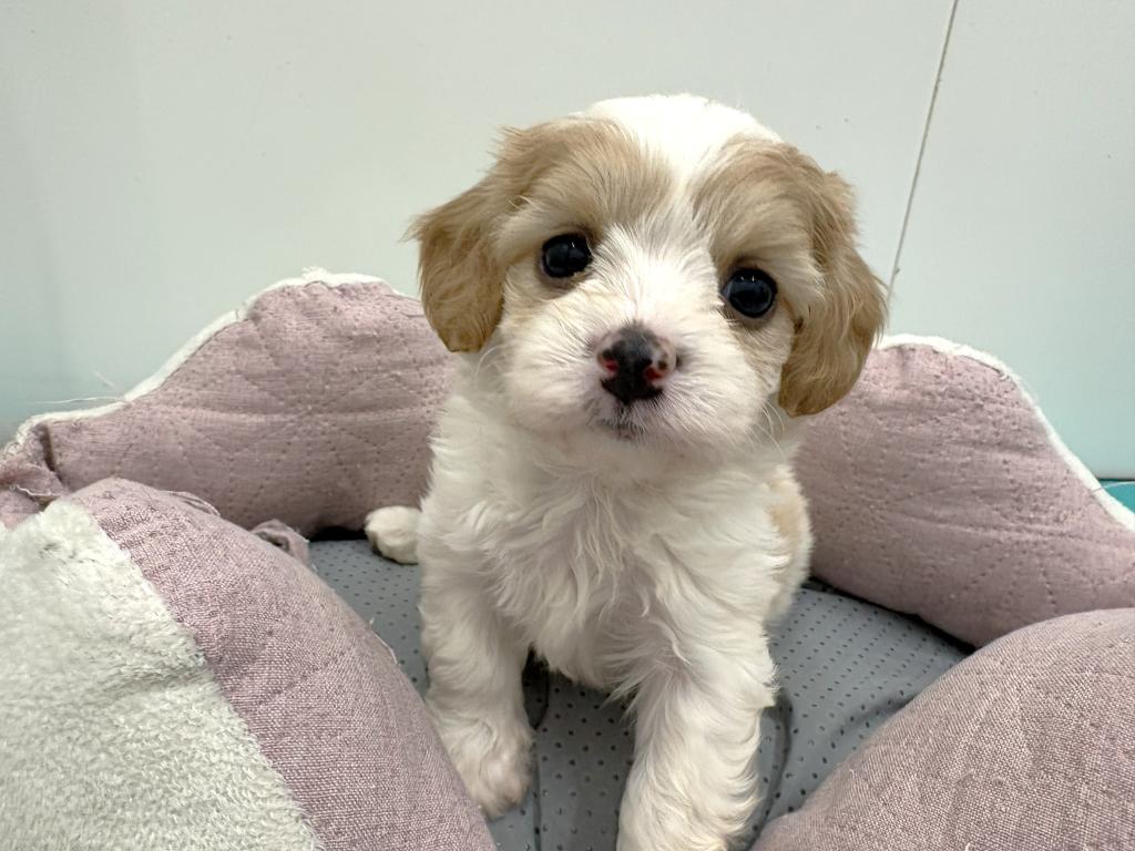 栃木県のハーフ犬・ミックス犬 (ペッツワン宇都宮平出店/2025年12月24日生まれ/女の子/ブレンハイム)の子犬の3枚目の画像