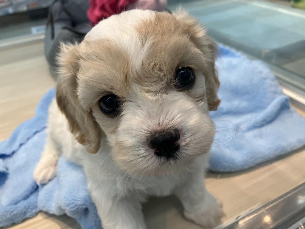 北海道のハーフ犬・ミックス犬 (ジャパンペッツトレーディング苫小牧中央店/2025年12月24日生まれ/男の子/ブレンハイム)の子犬の1枚目の画像