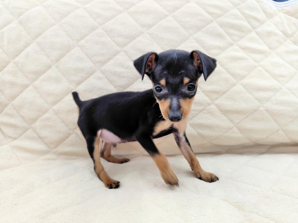 茨城県のミニチュアピンシャー (OneBuddyトモニー水戸店/2025年12月12日生まれ/男の子/ブラックタン)の子犬