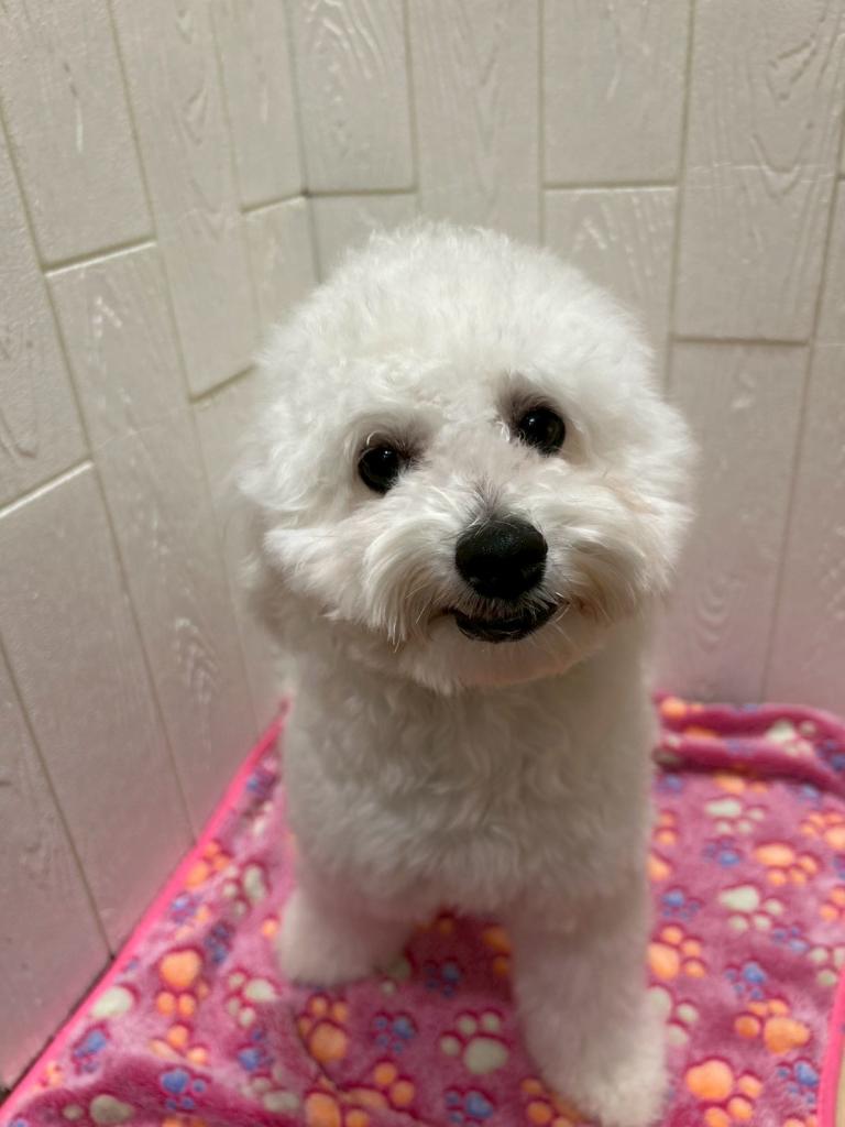 東京都のハーフ犬・ミックス犬 (OneBuddy仙川店/2024年12月5日生まれ/男の子/ホワイト)の子犬の2枚目の画像