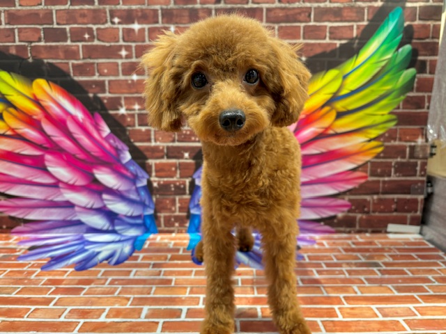 栃木県のトイプードル(トイ) (ペッツワン小山店/2024年12月11日生まれ/女の子/R)の子犬の2枚目の画像