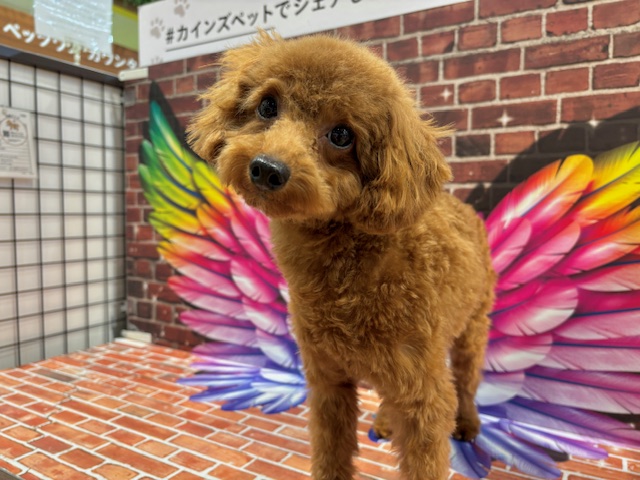 栃木県のトイプードル(トイ) (ペッツワン小山店/2024年12月11日生まれ/女の子/R)の子犬の3枚目の画像