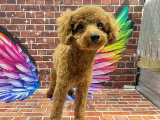 栃木県のトイプードル(トイ) (ペッツワン小山店/2024年12月11日生まれ/女の子/R)の子犬の4枚目の画像