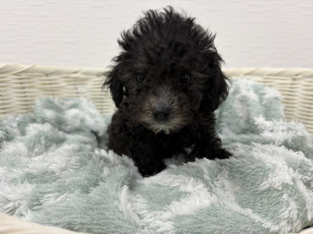 埼玉県のハーフ犬・ミックス犬 (OneBuddy宮代店/2026年4月11日生まれ/女の子/SLV)の子犬
