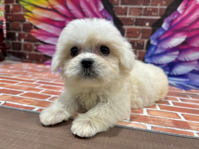 栃木県のハーフ犬・ミックス犬 (ペッツワン小山店/2026年4月11日生まれ/男の子/ホワイト)の子犬の1枚目の画像