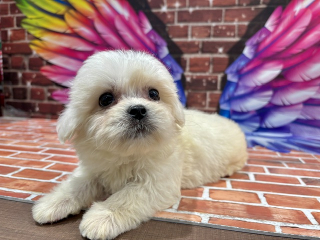栃木県のハーフ犬・ミックス犬 (ペッツワン小山店/2026年4月11日生まれ/男の子/ホワイト)の子犬の2枚目の画像