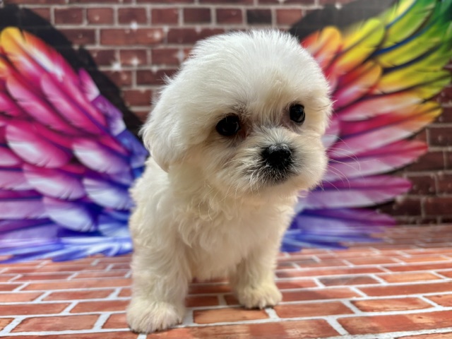 栃木県のハーフ犬・ミックス犬 (ペッツワン小山店/2026年4月11日生まれ/男の子/ホワイト)の子犬の3枚目の画像