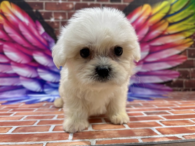 栃木県のハーフ犬・ミックス犬 (ペッツワン小山店/2026年4月11日生まれ/男の子/ホワイト)の子犬の4枚目の画像