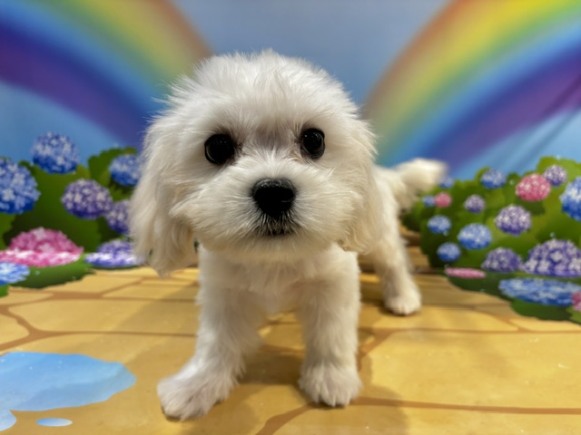 栃木県のハーフ犬・ミックス犬 (ペッツワン小山店/2026年4月11日生まれ/男の子/ホワイト)の子犬の3枚目の画像
