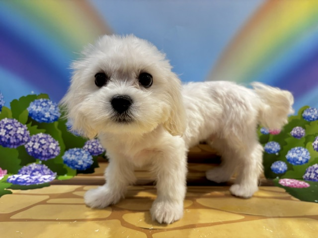 栃木県のハーフ犬・ミックス犬 (ペッツワン小山店/2026年4月11日生まれ/男の子/ホワイト)の子犬の4枚目の画像