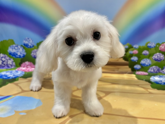 栃木県のハーフ犬・ミックス犬 (ペッツワン小山店/2026年4月11日生まれ/男の子/ホワイト)の子犬の1枚目の画像