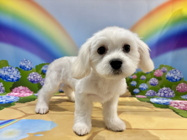 栃木県のハーフ犬・ミックス犬 (ペッツワン小山店/2026年4月11日生まれ/男の子/ホワイト)の子犬の2枚目の画像