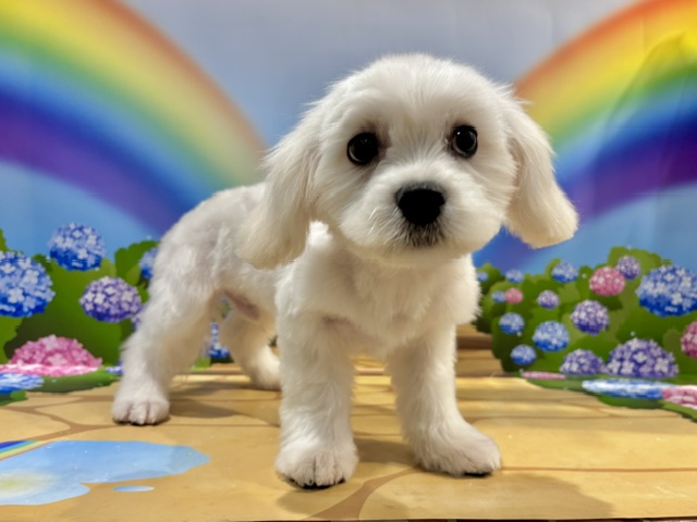 栃木県のハーフ犬・ミックス犬 (ペッツワン小山店/2026年4月11日生まれ/男の子/ホワイト)の子犬の3枚目の画像