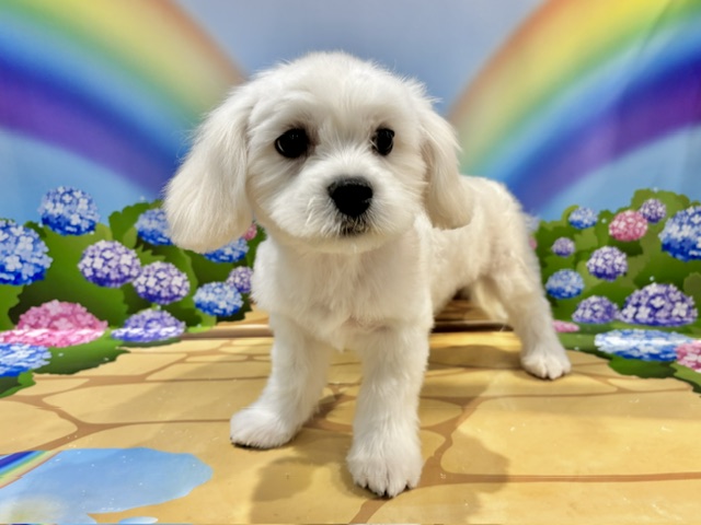 栃木県のハーフ犬・ミックス犬 (ペッツワン小山店/2026年4月11日生まれ/男の子/ホワイト)の子犬の4枚目の画像
