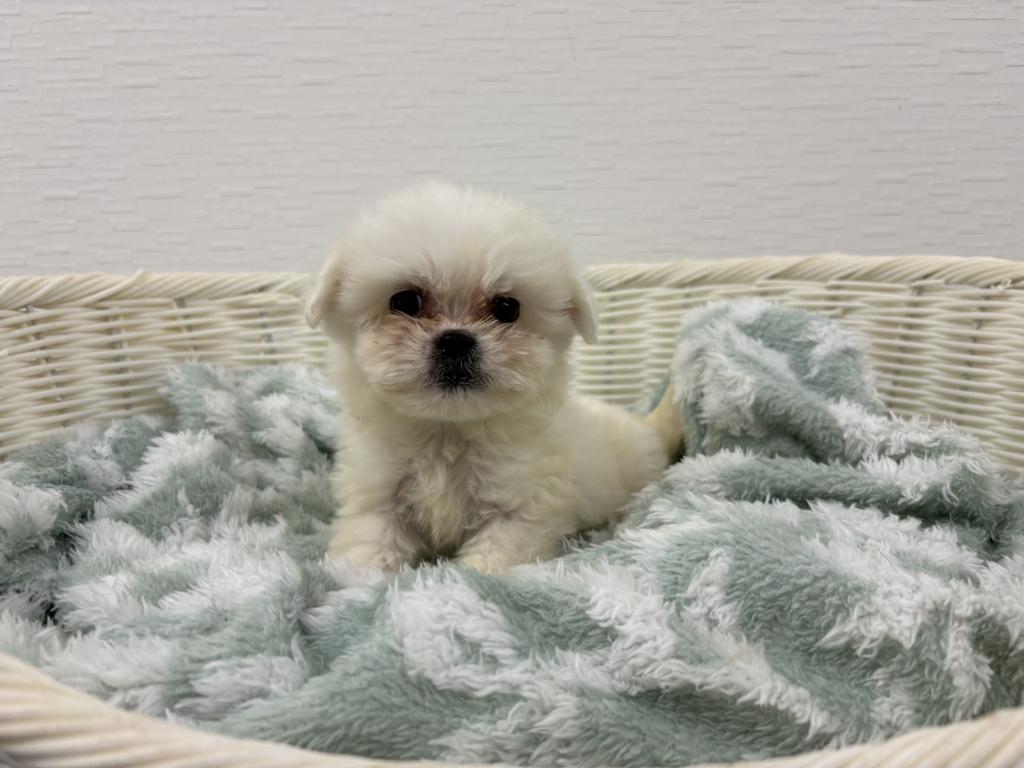 埼玉県のハーフ犬・ミックス犬 (OneBuddy宮代店/2026年4月11日生まれ/女の子/ホワイト)の子犬