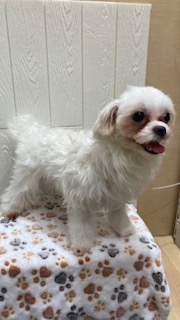 東京都のマルチーズ (OneBuddy仙川店/2025年2月14日生まれ/女の子/ホワイト)の子犬の4枚目の画像