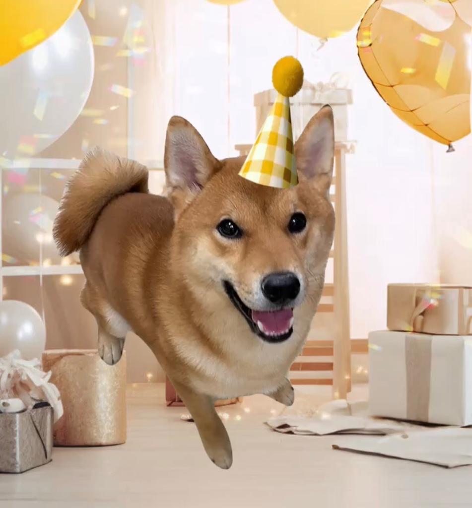 栃木県の柴犬(標準サイズ) (ペッツワン足利大月店/2025年3月8日生まれ/男の子/赤)の子犬の1枚目の画像