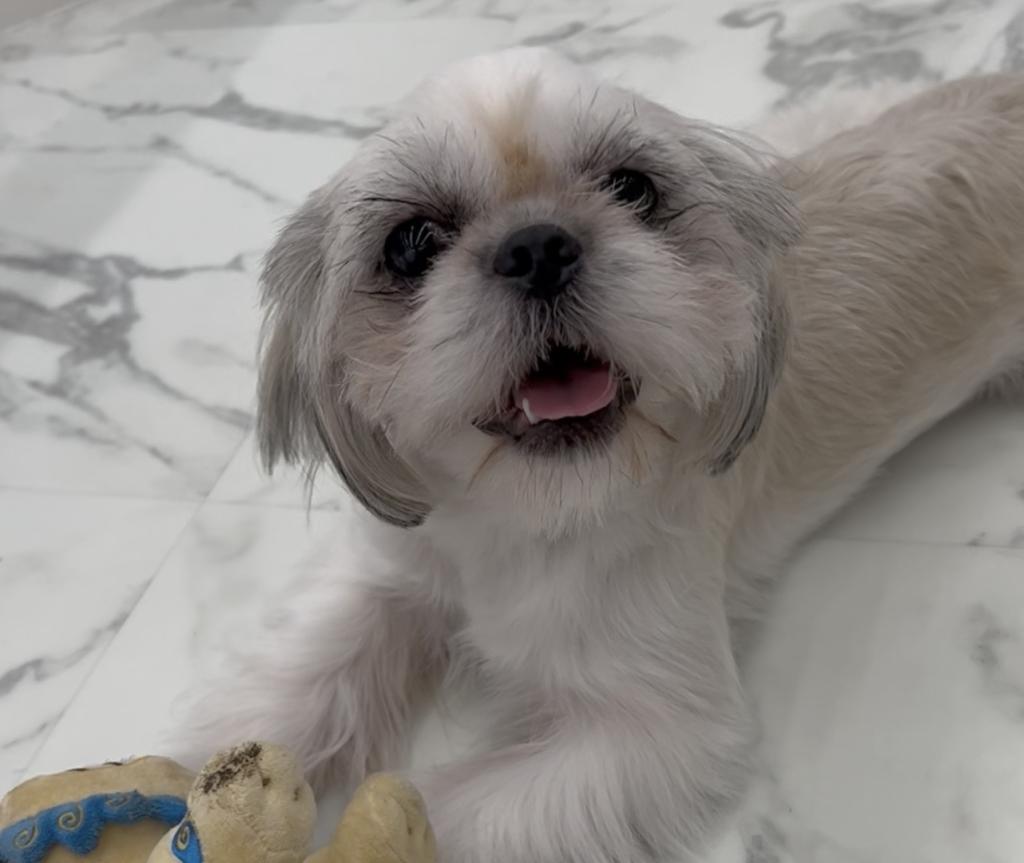 茨城県のハーフ犬・ミックス犬 (OneBuddyトモニーつくば店/2025年4月2日生まれ/女の子/W/G)の子犬の4枚目の画像