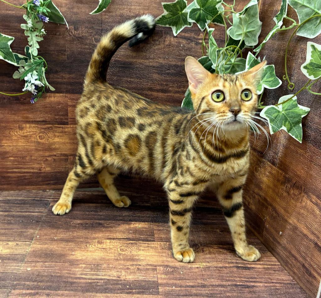 千葉県のベンガル (ペッツワン市原店/2025年4月15日生まれ/女の子/ブラウンスポットタビー)の子猫の1枚目の画像