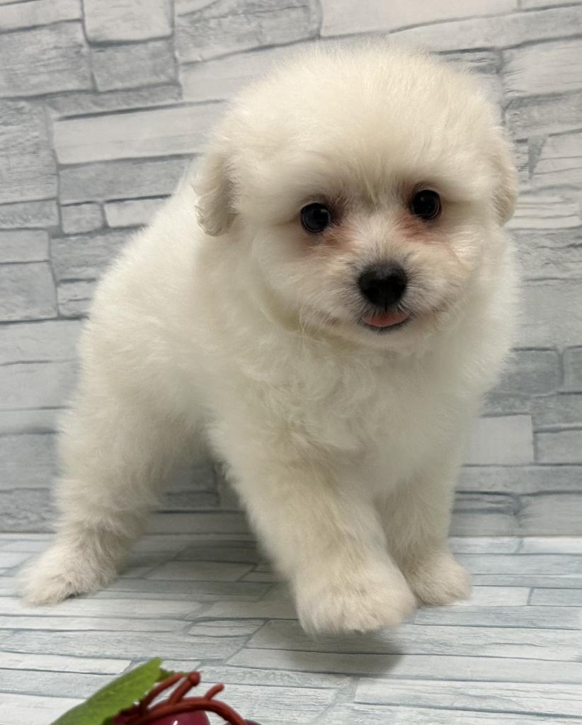 埼玉県のハーフ犬・ミックス犬 (OneBuddy南越谷店/2025年7月11日生まれ/女の子/白)の子犬の3枚目の画像