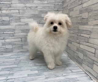 埼玉県のハーフ犬・ミックス犬 (OneBuddy南越谷店/2025年7月11日生まれ/女の子/白)の子犬の2枚目の画像