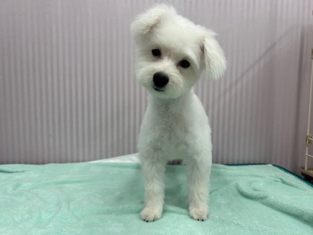 埼玉県のハーフ犬・ミックス犬 (OneBuddy南越谷店/2025年7月11日生まれ/女の子/白)の子犬の1枚目の画像