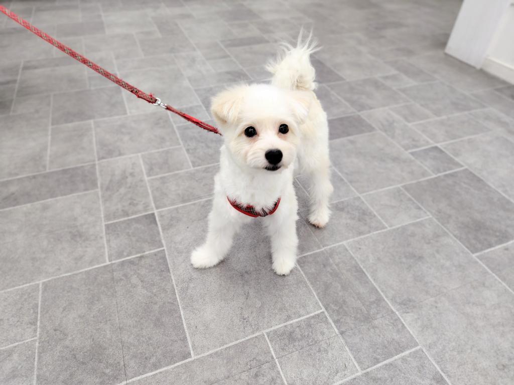 茨城県のハーフ犬・ミックス犬 (OneBuddyトモニー水戸店/2025年7月11日生まれ/女の子/白)の子犬の2枚目の画像