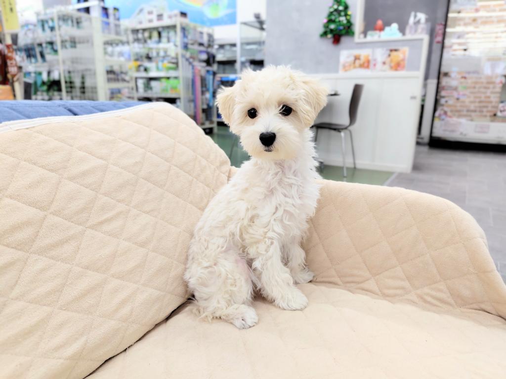 茨城県のハーフ犬・ミックス犬 (OneBuddyトモニー水戸店/2025年7月10日生まれ/女の子/CR)の子犬の2枚目の画像