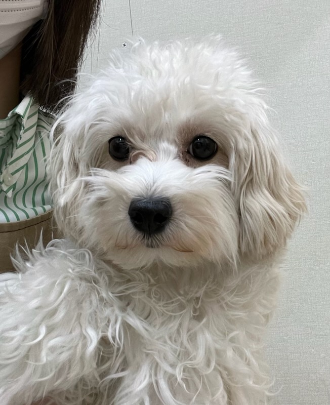 静岡県のハーフ犬・ミックス犬 (ペットアミ吉田店/2025年7月10日生まれ/女の子/CR)の子犬の1枚目の画像