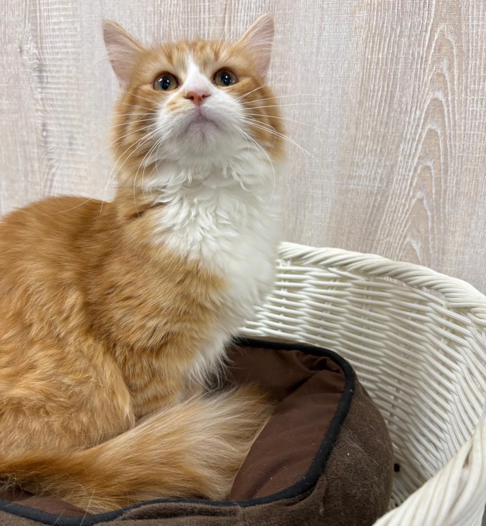 栃木県のサイベリアン (OneBuddy宇都宮店/2025年7月19日生まれ/女の子/Rタビー&WHT)の子猫の3枚目の画像