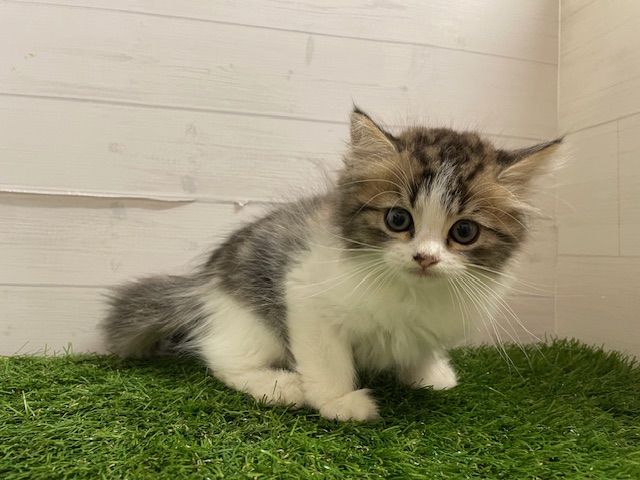 茨城県のミヌエット (ペッツワン日立店/2025年7月22日生まれ/男の子/BRタビー&WHT)の子猫