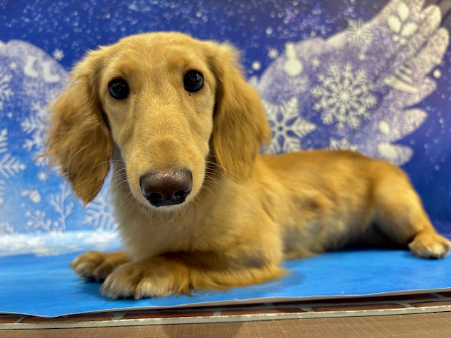 栃木県のミニチュアダックスフンド(ロング) (ペッツワン小山店/2025年7月25日生まれ/男の子/ゴールド)の子犬の1枚目の画像