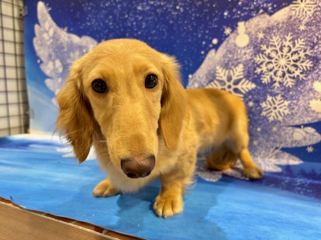 栃木県のミニチュアダックスフンド(ロング) (ペッツワン小山店/2025年7月25日生まれ/男の子/ゴールド)の子犬の2枚目の画像